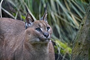 Caracal