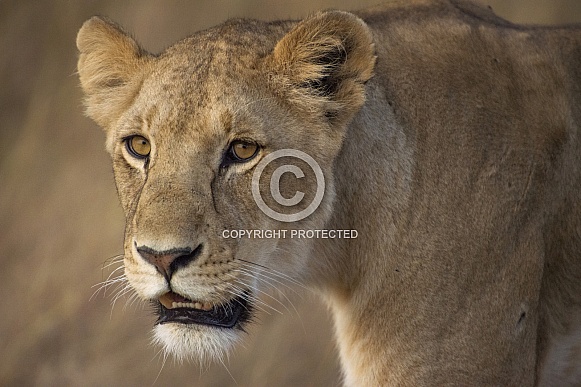 Lioness