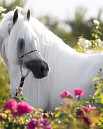 Arabian Horse--Arabian On Alert