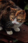 Calico Cat