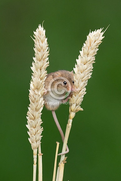 Harvest Mouse