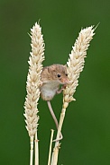 Harvest Mouse