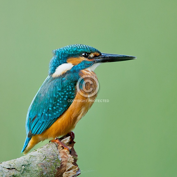 Kingfisher