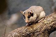 The garden dormouse (Eliomys quercinus)