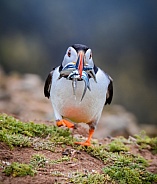 Puffin