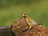 European greenfinch