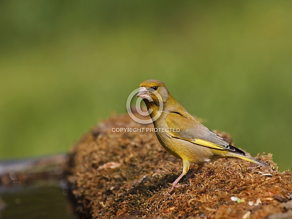 European greenfinch