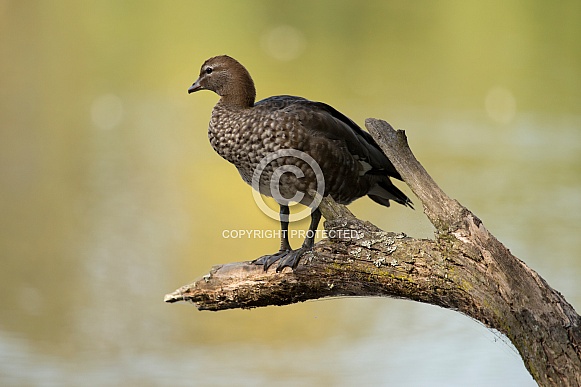 Australian Wood Duck (wild). Australian Wood Duck (wild).