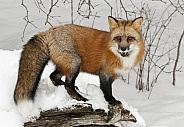 Red Fox-Happy Fox