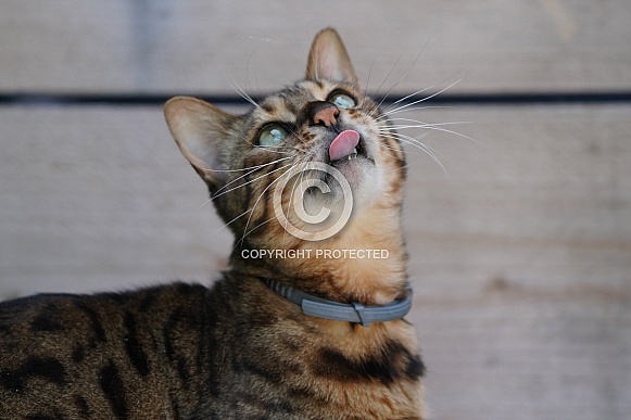 Bengal Cat