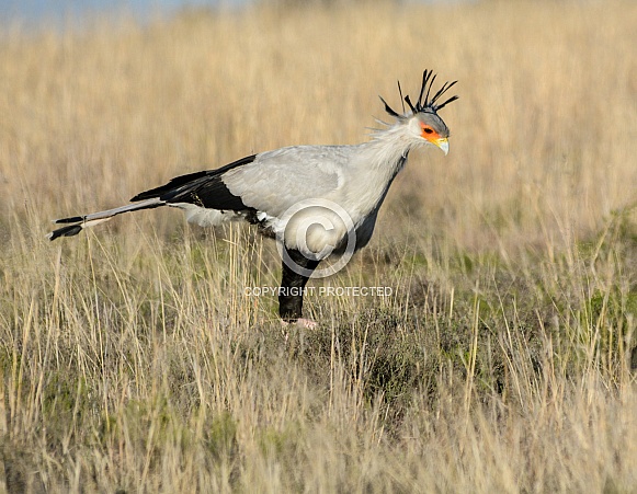 Secretarybird Secretarybird
