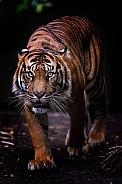 Sumatran tiger