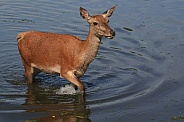 Red Deer Female