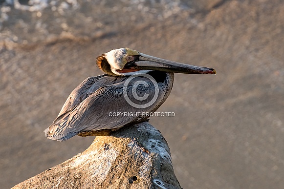 California Brown Pelican