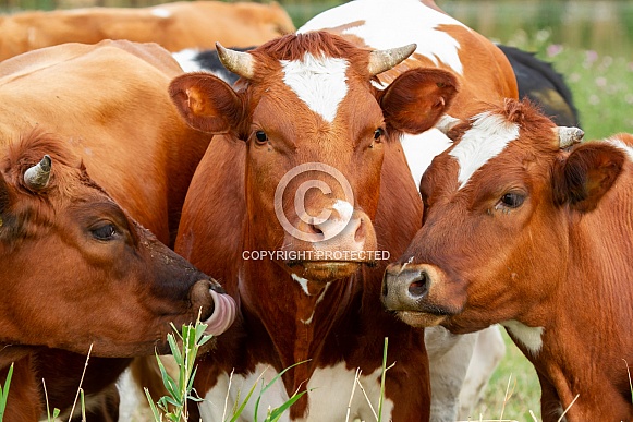 Cows in a field