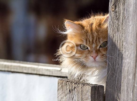Red cat Red cat