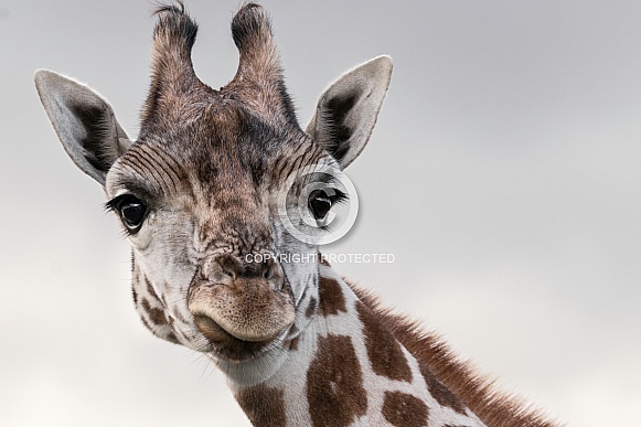 Giraffe Looking Forward Ears Out