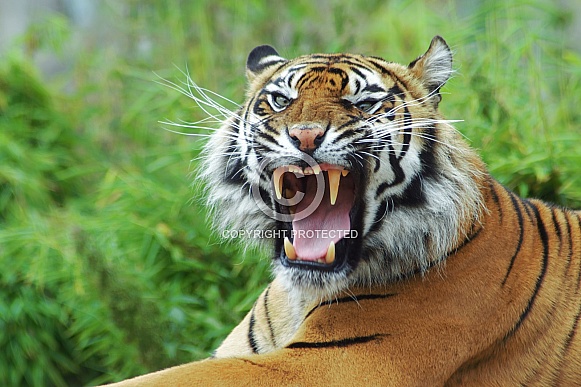 Sumatran Tiger Yawning