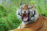 Sumatran Tiger Yawning