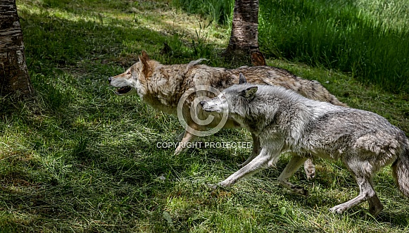 Tundra Grey Wolf Tundra Grey Wolf