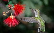 Hummingbird and Fairy Duster