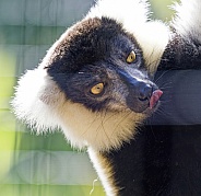 Lemur