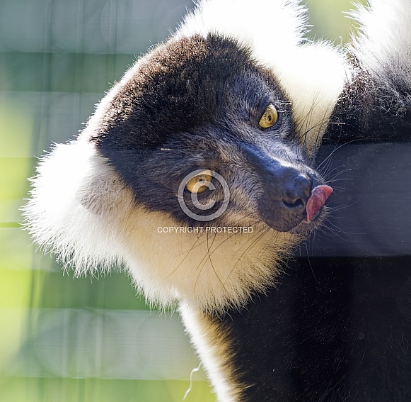 Lemur