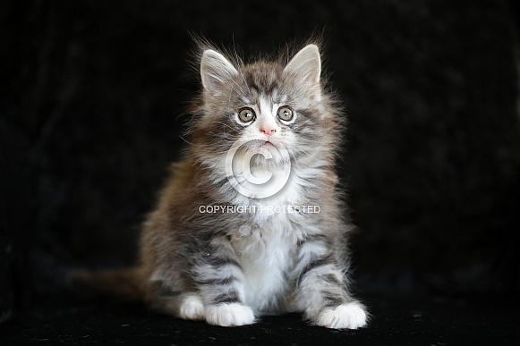 Maine Coon