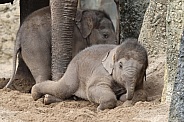 Young elephant (Elephas maximus)