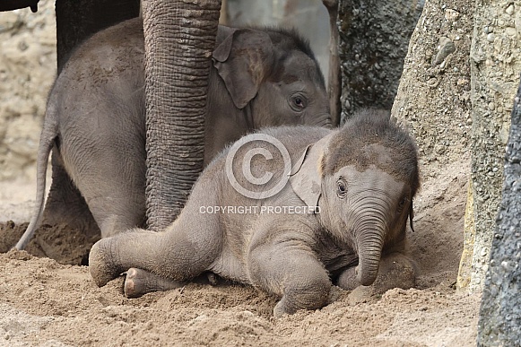 Young elephant (Elephas maximus)