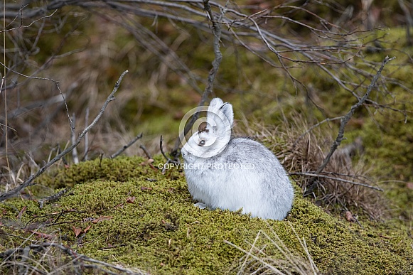 Snowshoe Hare Sitting on a Mossy Rock