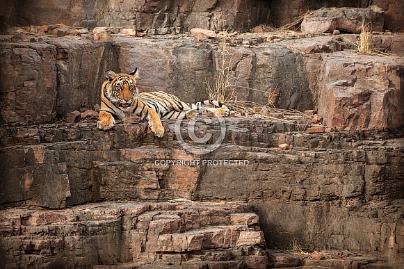 Beautiful tiger in the nature habitat. Tiger pose in amazing light. Wildlife scene with wild animal. Indian wildlife. Indian tiger. Panthera tigris tigris.