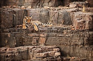 Beautiful tiger in the nature habitat. Tiger pose in amazing light. Wildlife scene with wild animal. Indian wildlife. Indian tiger. Panthera tigris tigris.