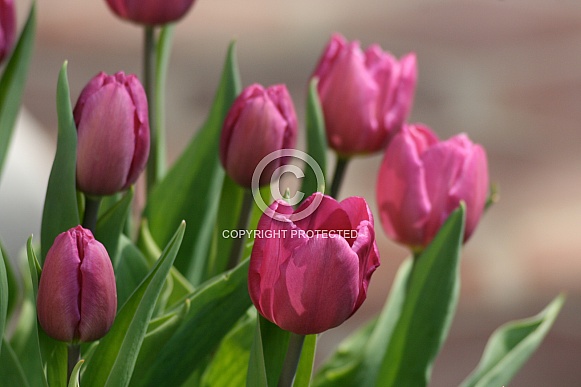 Pink Tulips Pink Tulips