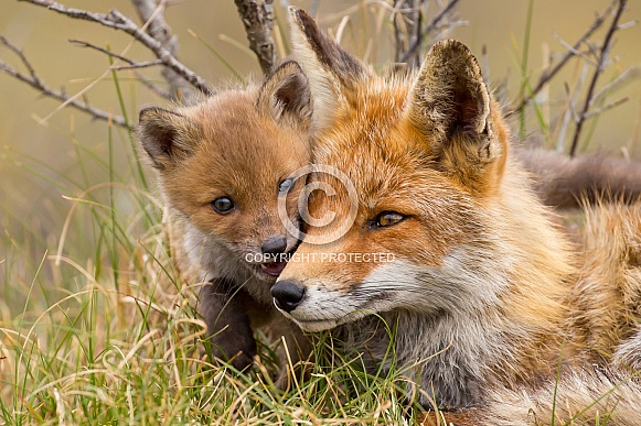 Red fox cubs Red fox cubs