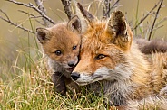Red fox cubs