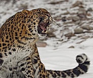 Amur Leopard-Fierce Amur Leopard