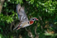 wood duck Aix sponsa male drake in flight with wings up