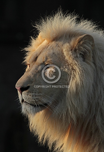 African White Lion