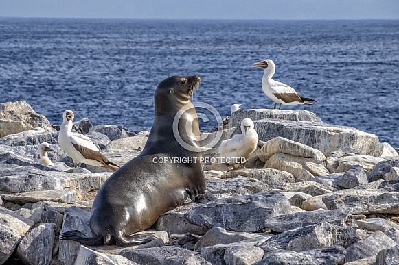 Galapagos Sea Lion