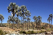 Desert Oasis - Namibia