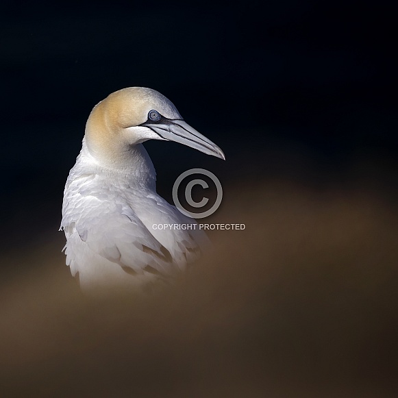 Northern Gannet