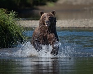 Charging brown bear fishing in a stream
