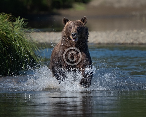 Charging brown bear fishing in a stream