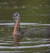 Red-necked Grebe Chick Soaked in Alaska