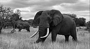 Elephant (Tusker)