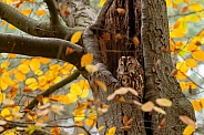 The Tawny Owl