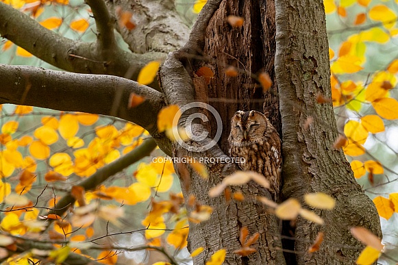 The Tawny Owl
