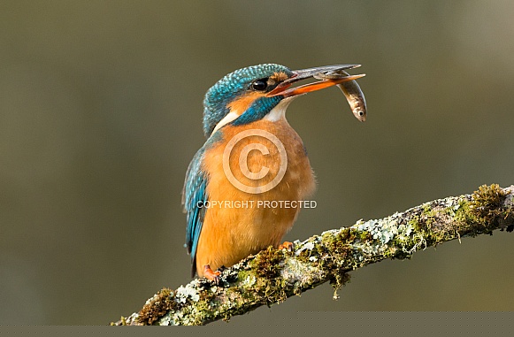 Common Kingfisher Common Kingfisher