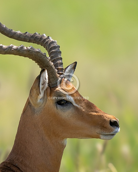 Profile head photo of an impala